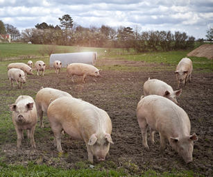 Pig farmers halve the use of antibiotics in 2 years